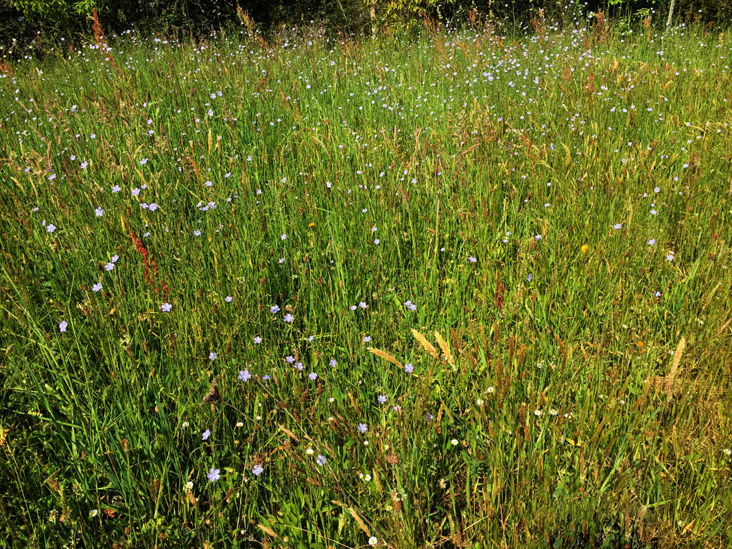 Linum usitatissimum